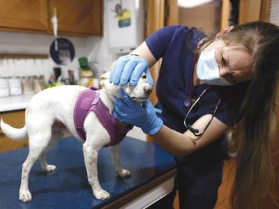 Humans don't think twice about getting medical insurance for themselves.  But what about animals? Is pet insurance worth it, and how do you choose a  plan? | Cover Collections 