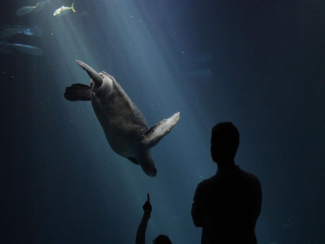 Updated Faced With Reopening Uncertainty Monterey Bay Aquarium Announces A Second Round Of Layoffs News Montereycountyweekly Com