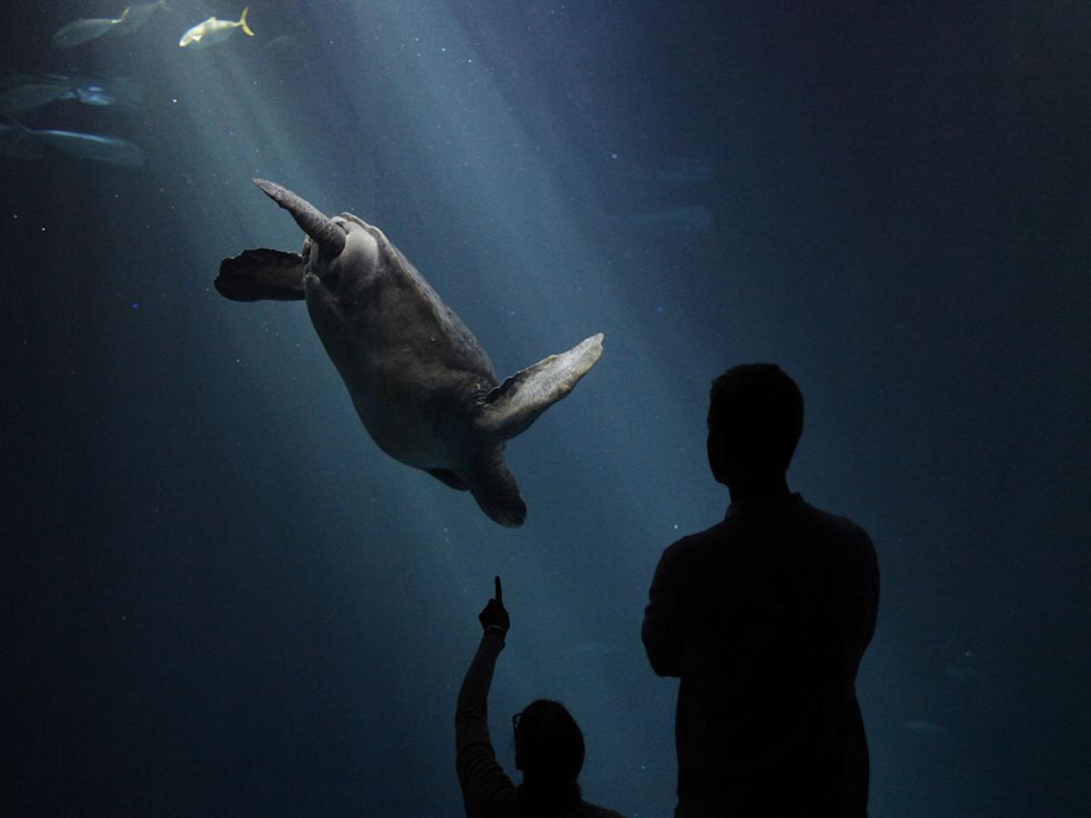 Updated Faced With Reopening Uncertainty Monterey Bay Aquarium Announces A Second Round Of Layoffs News Montereycountyweekly Com