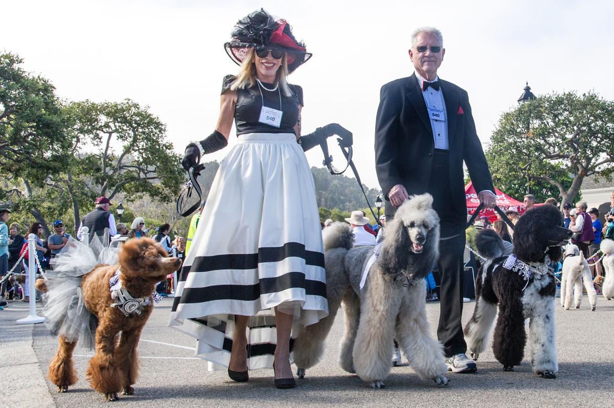 Poodle Day Parade at Crossroads Shopping Center Arts & Entertainment