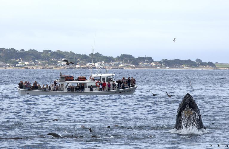Whales in Monterey Bay