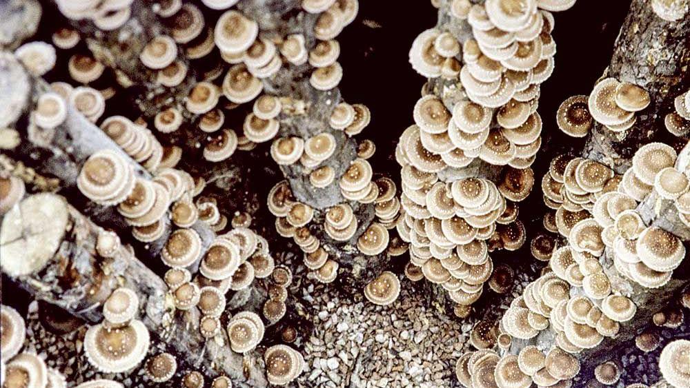 Country Jewelry Prunedale Photos Earring and Jewelry Country Jewelry Prunedale Photos Earring and Jewelry