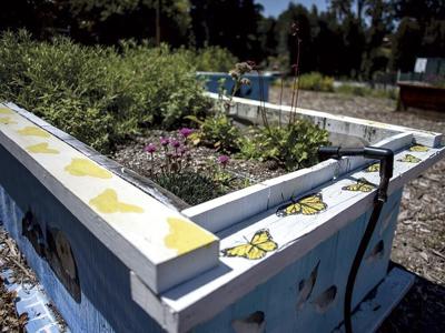 Butterfly Garden