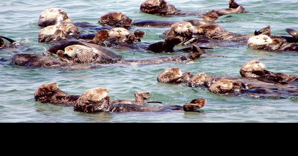 How two volunteers changed our understanding of sea otters. | Cover ...