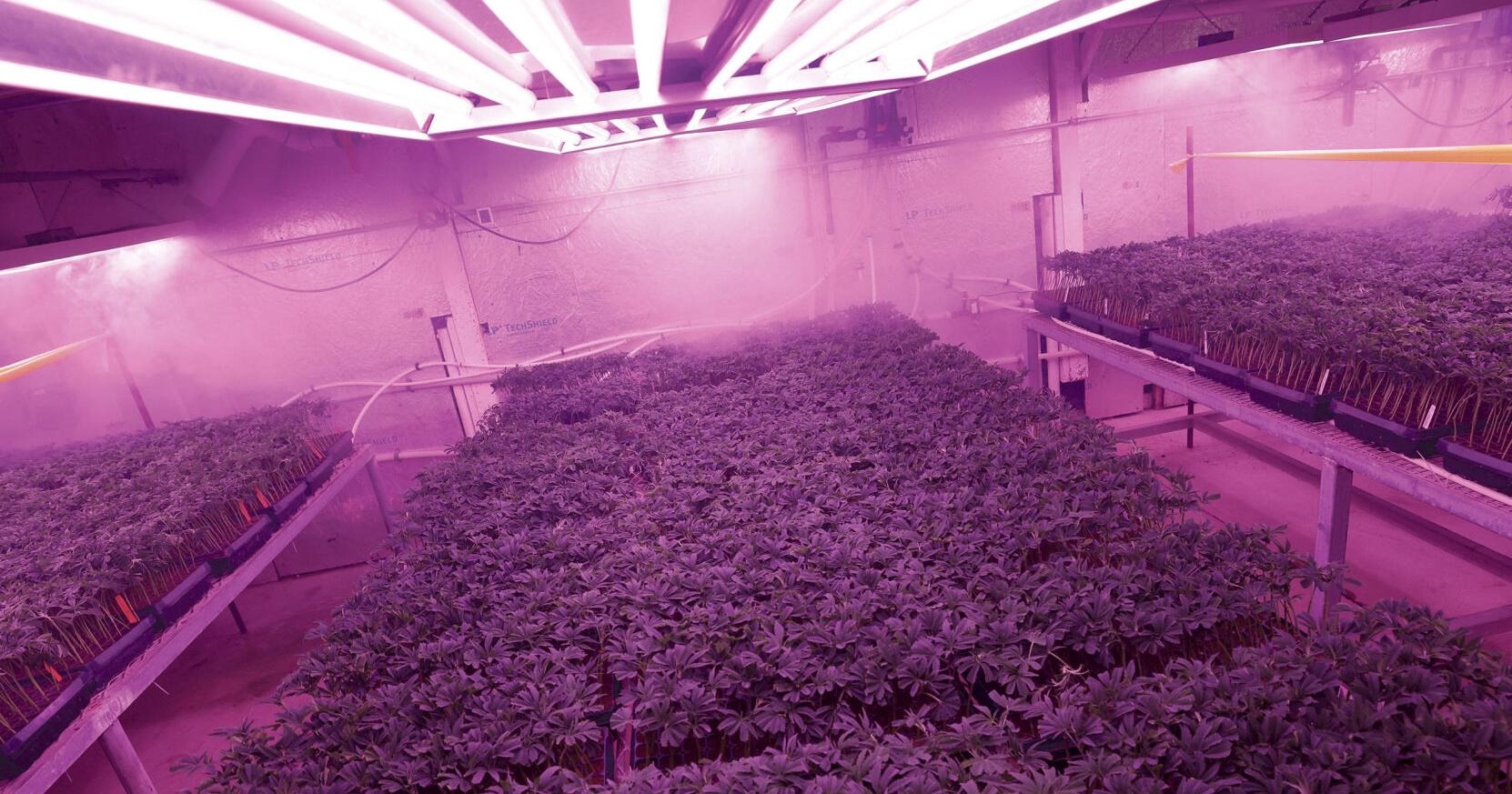 Monterey County's cannabis industry is struggling to survive -- and claims overtaxing and burdensome regulations are to blame. | Cover - Vimarsana News