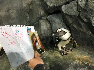 Penguin local inspiration
