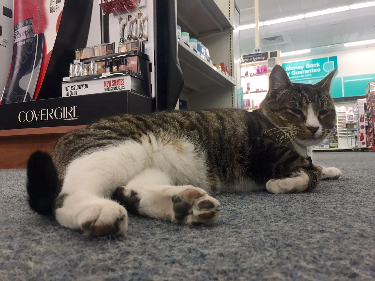 Cvs cat hotsell