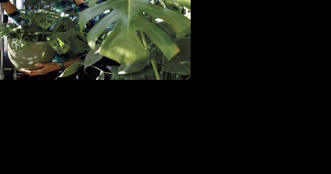 When choosing a house plant as a gift, stick to the easy-to-grow varieties to play it safe. - Vimarsana News