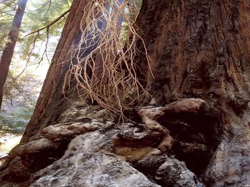 Monterey County S Oldest Redwood Still Stands After Soberanes Fire Outside Montereycountyweekly Com
