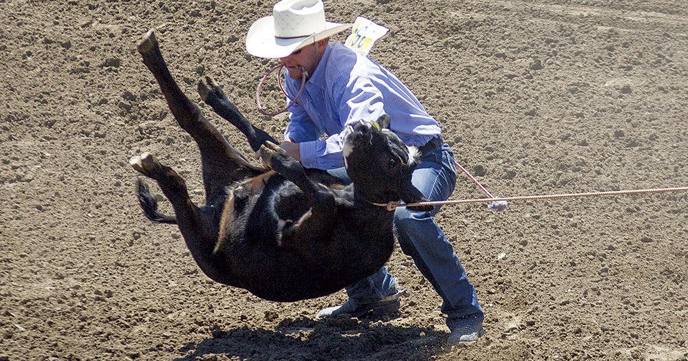 Rodeo animals are working animals. Opinions differ as to whether that makes it ethical. - Vimarsana News