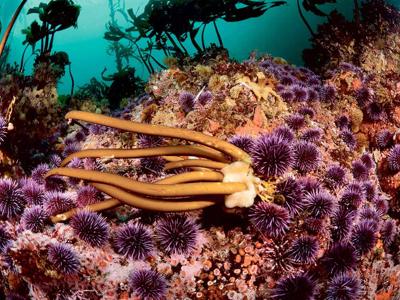 local kelp forests are