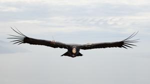 Image for display with article titled A New Documentary Captures the Complexities of Condors.