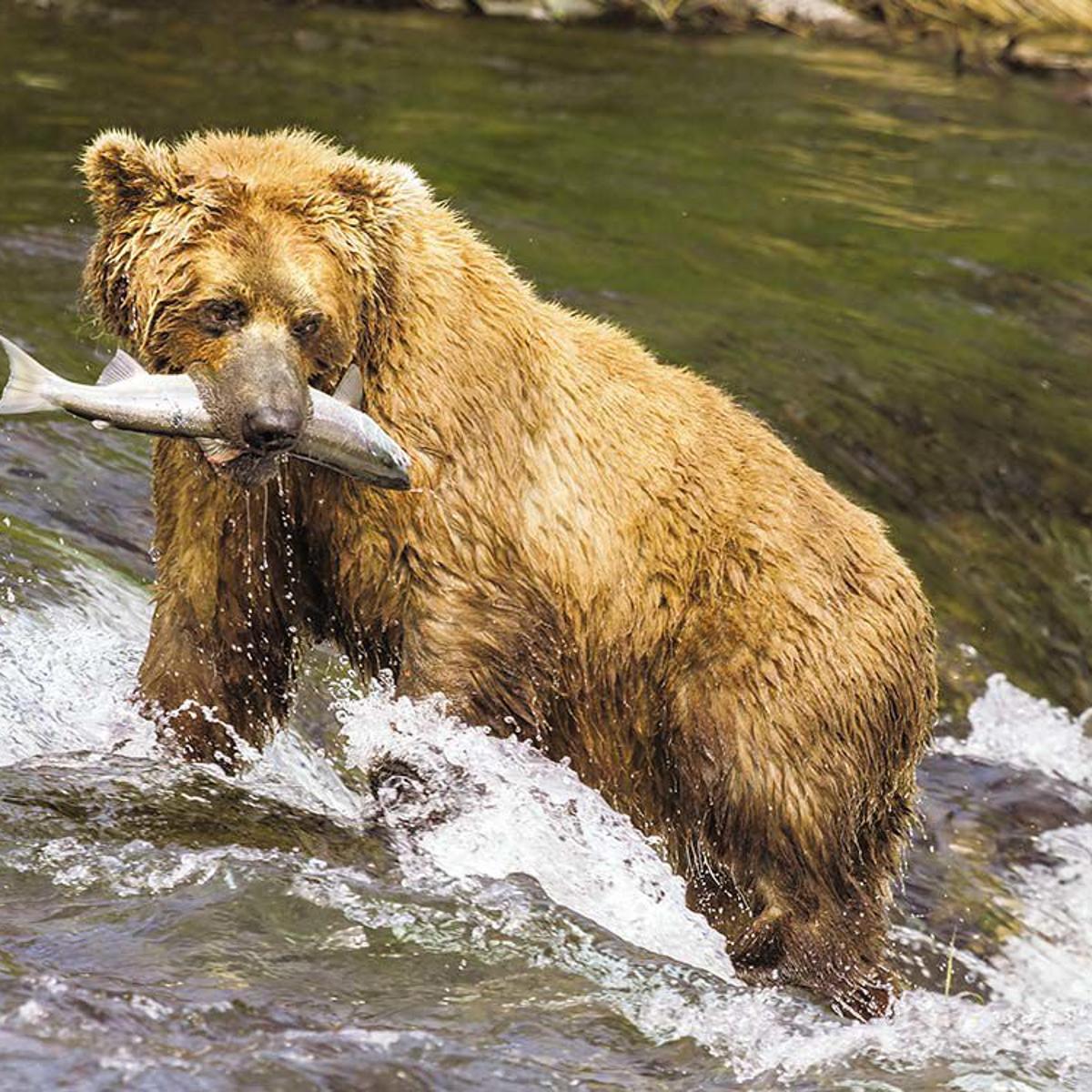 The California grizzly has been extinct for a generation. Now ...