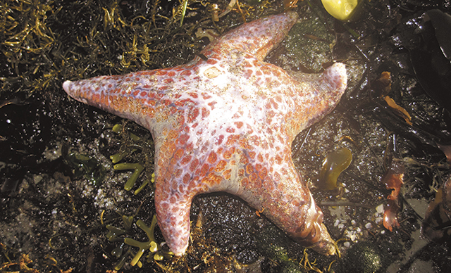 Sea Star Wasting Disease Affects Monterey Bay News