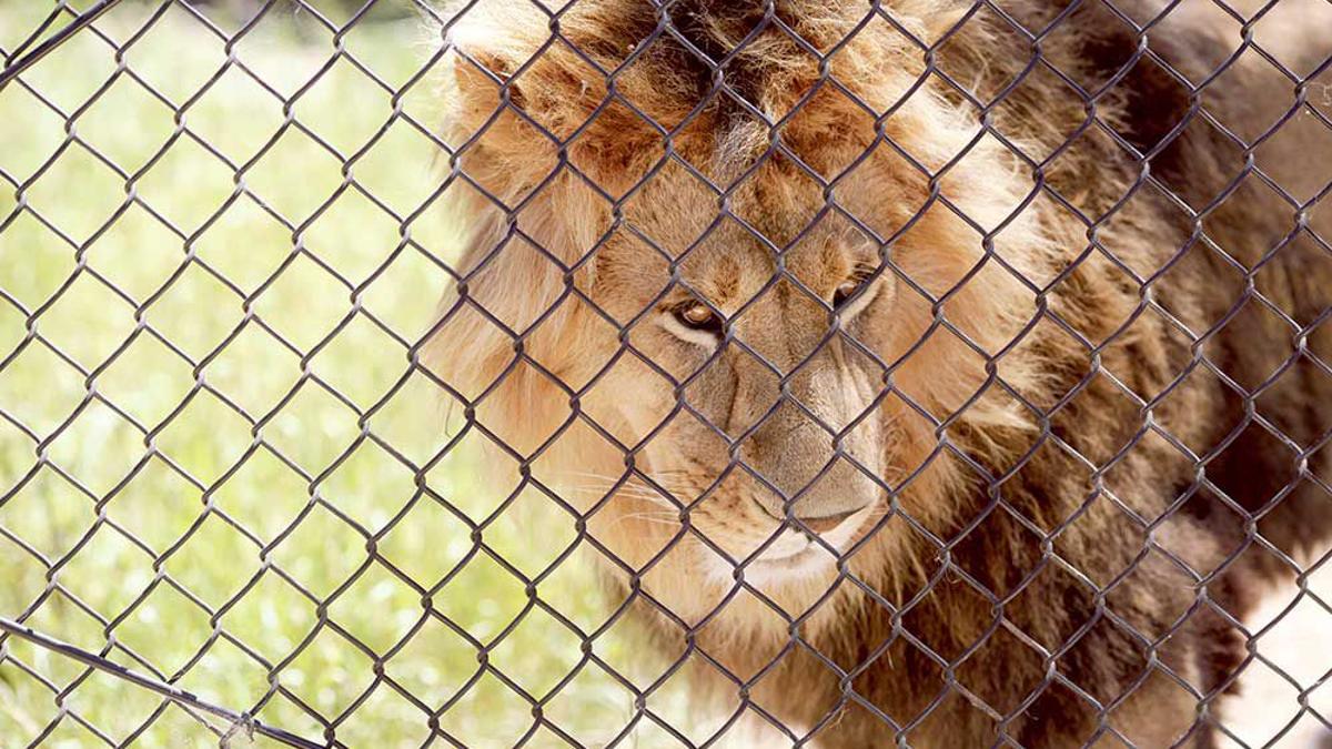 A Salinas Zookeeper Intends To Make A Major Attraction Cover Montereycountyweekly Com