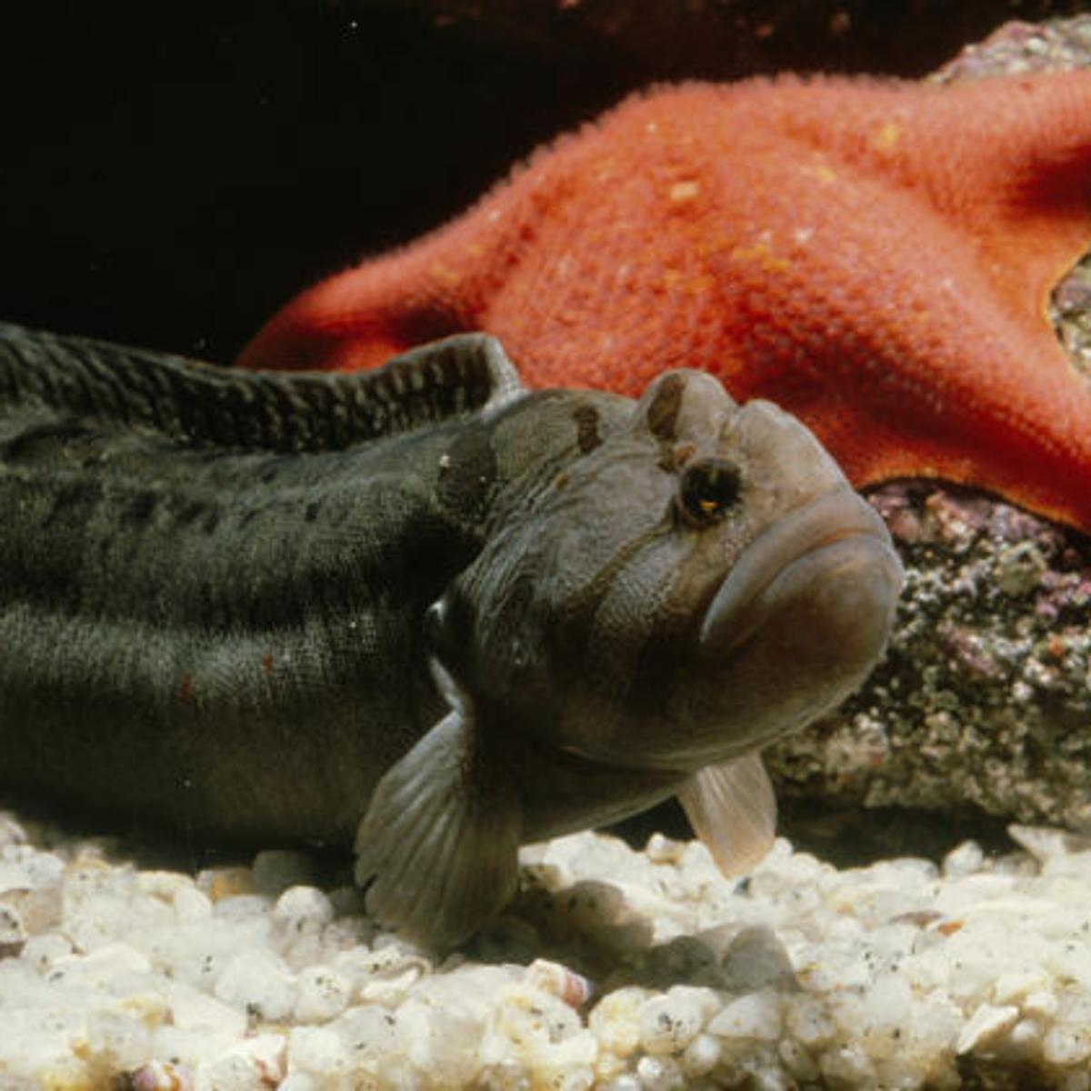 Monkey Face Eel Cebidichthys Violaceus Animal Blog Montereycountyweekly Com Monkey Face Eel Cebidichthys Violaceus Animal Blog Montereycountyweekly Com