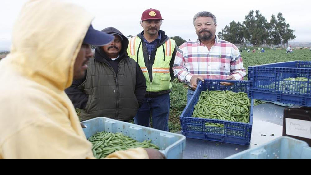 Courts and contractors A farm labor contractor on what recent rulings