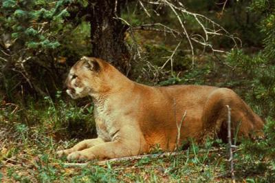 Texas - Mountain Lion Foundation