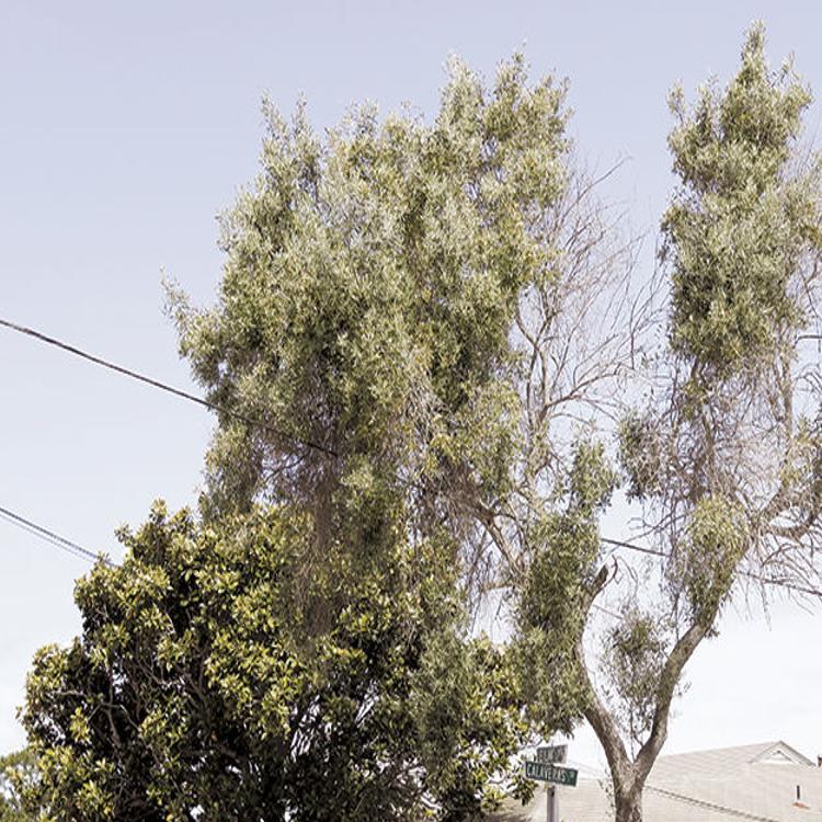 Seaside Bans Parking Rvs And Large Trucks On Streets Storage