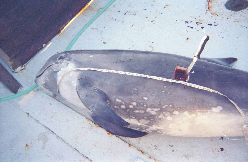 Bill aims to end drift gillnets, as much a killer of mammals and turtles as  a catcher of fish., News