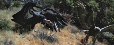 After A Fight With A Golden Eagle In Big Sur Centennia