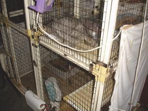 Image for display with article titled SPCA removes 31 cats from a home for neglect, one of hundreds of investigations.
