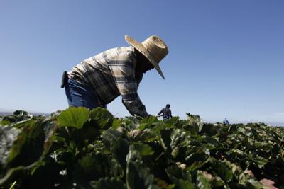 strawberry farmworker
