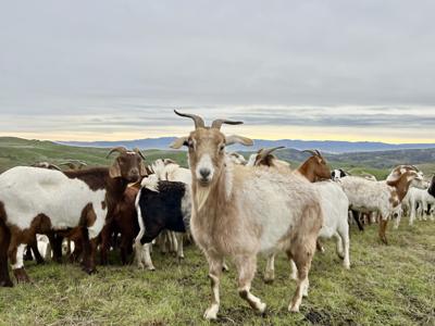 goats