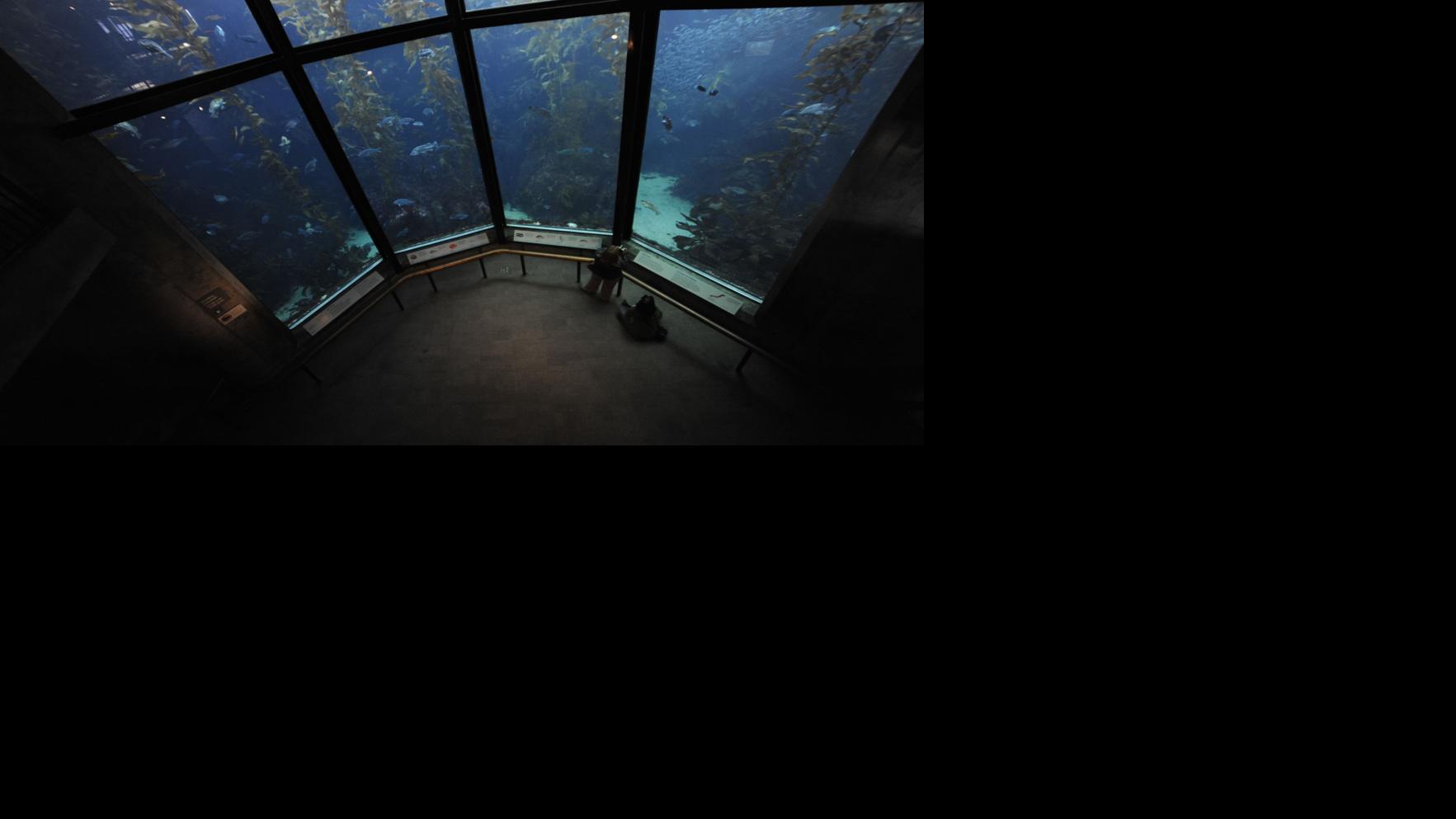 Monterey Bay Aquarium reopening to the public on July 13. - 5Da7a1be21105.image