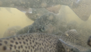 Image for display with article titled Rainbow Trout Released in Lake San Antonio for the First Time Since 1985