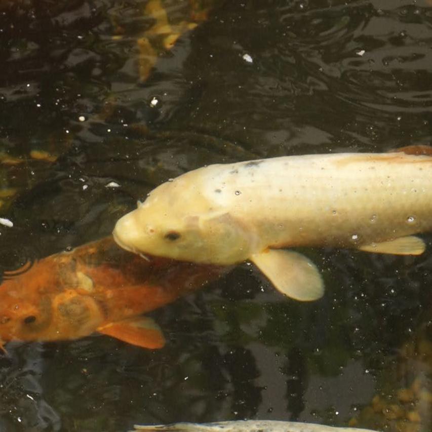 A Photo Slideshow Look At Both Co S Slick Aquaponics Farm In Del