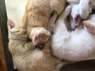 Sleeping feral kittens