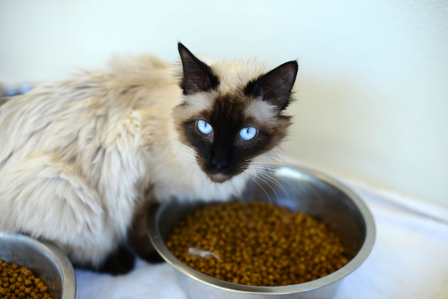 monterey veterinary clinic