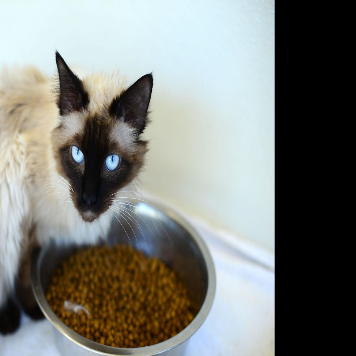 Veterinary Clinics And Animal Shelters Continue Operations During