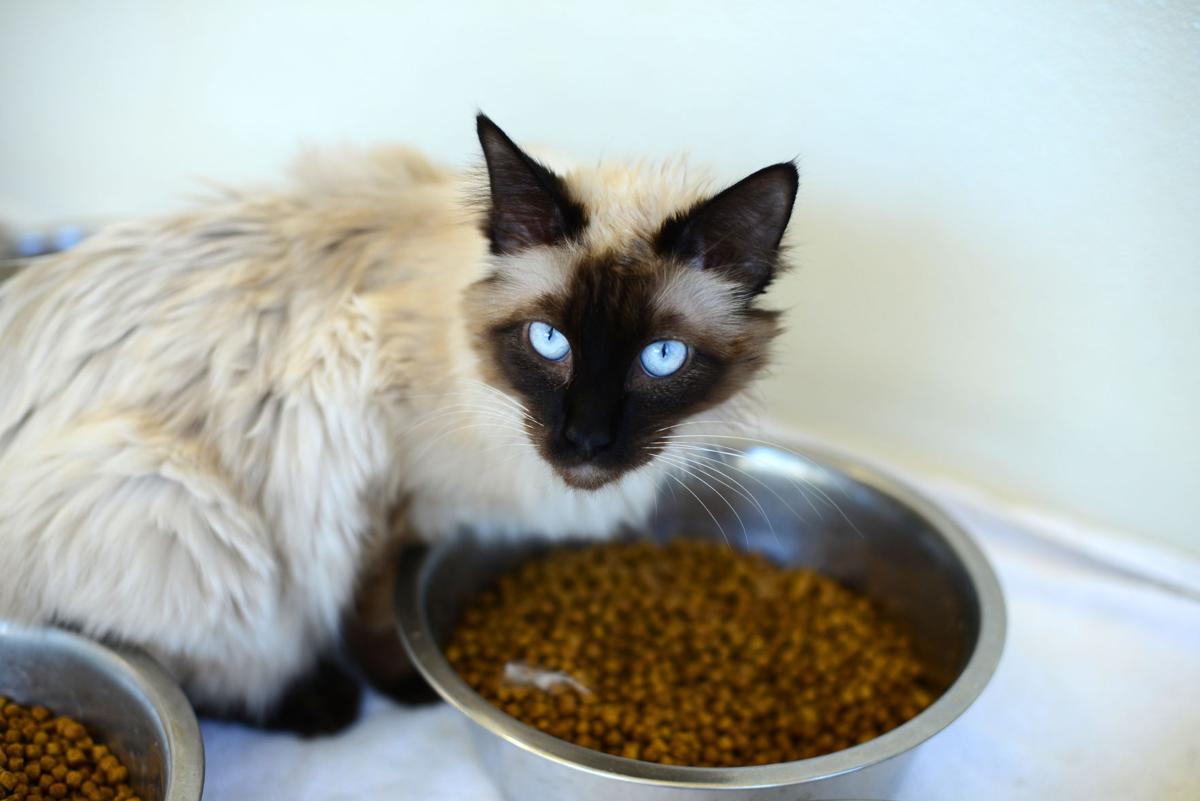Veterinary Clinics And Animal Shelters Continue Operations During The Shelter In Place Order Animal Blog Montereycountyweekly Com