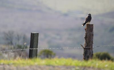 Bird on post