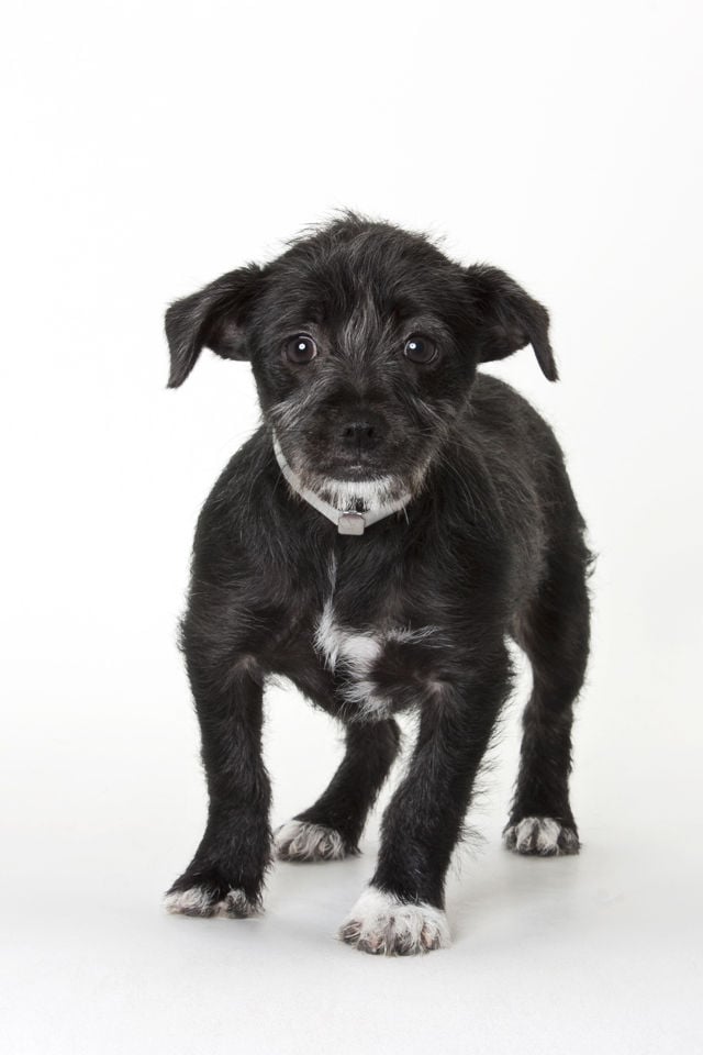 Dog for adoption - EVA, a Border Terrier & Jack Russell Terrier Mix in Pico  Rivera, CA