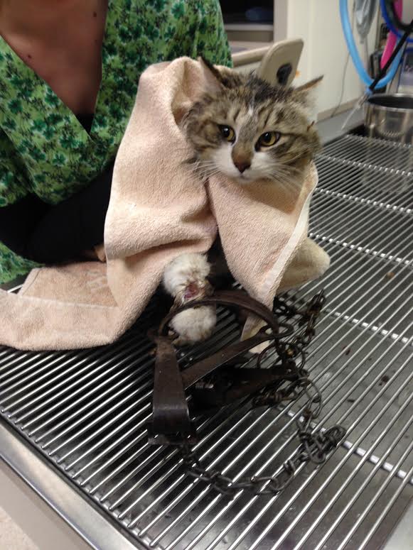 Pet cat’s leg amputated after getting caught in illegal trap. News