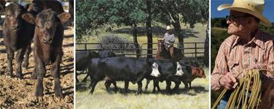 A Handful Of South County Ranchers Switch To Grass Fed Beef Cover Montereycountyweekly Com