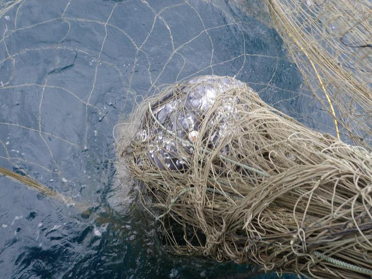 Bill aims to end drift gillnets, as much a killer of mammals and turtles as  a catcher of fish., News