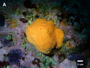Image for display with article titled New Sponge Species Found in Carmel Pinnacles State Marine Reserve