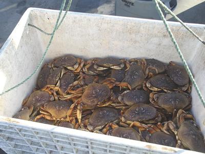 Monterey Bay Crabbers Hold Out Over Price But Organize A Smooth Start To The Coming Season Eat Drink Montereycountyweekly Com