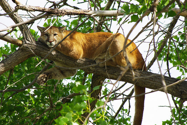 Mountain lion attacks six year old boy on eastern edge of Santa