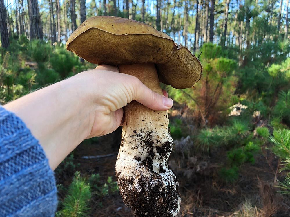 How to find the mushroom king of the pine forests and what to