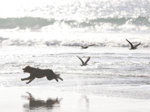 Image for display with article titled Carmel set to ban dogs from the town's white sand beach.