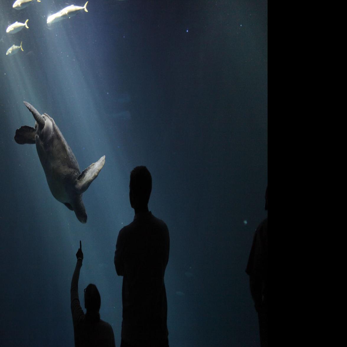 UPDATED: Monterey Bay Aquarium looks to layoffs in the face of massive  economic loss. | Blogs | montereycountyweekly.com