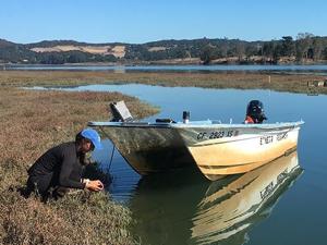 Image for display with article titled A new study at Elkhorn Slough shows crabs can help drive marsh recovery, sometimes.