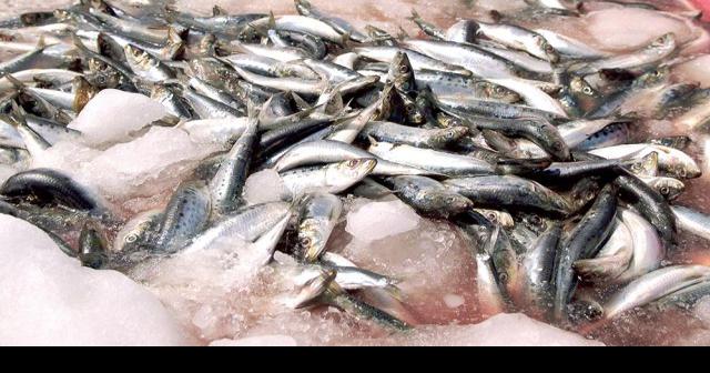 the modest little fish and monterey icon contains grand teachings on how to manage fish populations 0102 montereycountyweekly com