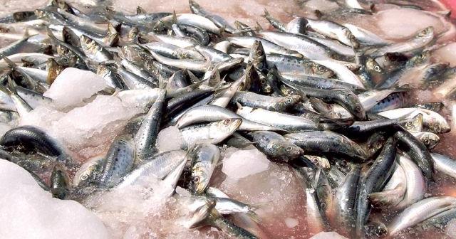 the modest little fish and monterey icon contains grand teachings on how to manage fish populations 0102 montereycountyweekly com