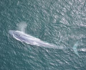 Image for display with article titled A new study on blue whales reveals what we can learn about nature by listening carefully.